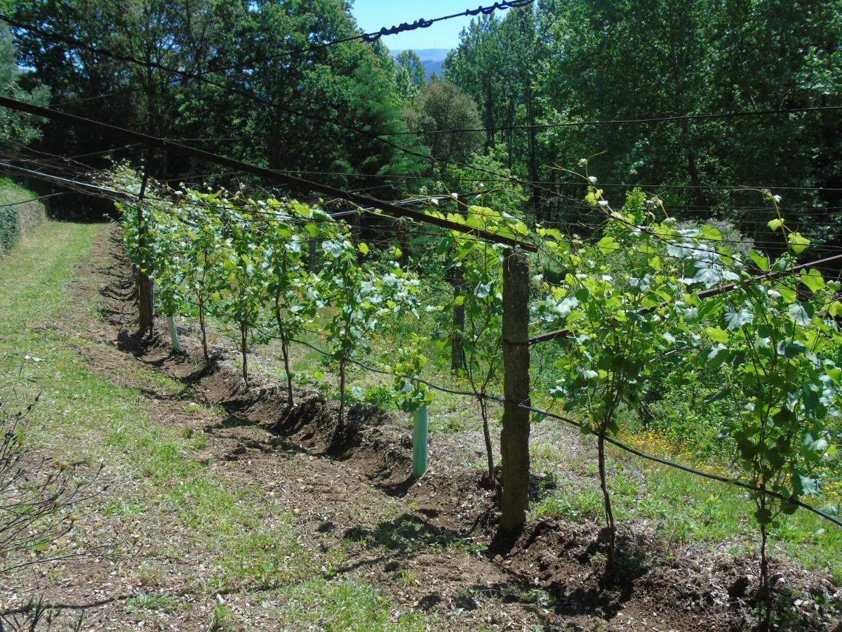 Quinta Da Chouza Agroturismo E Enoturismo 세로리코데바스토 외부 사진