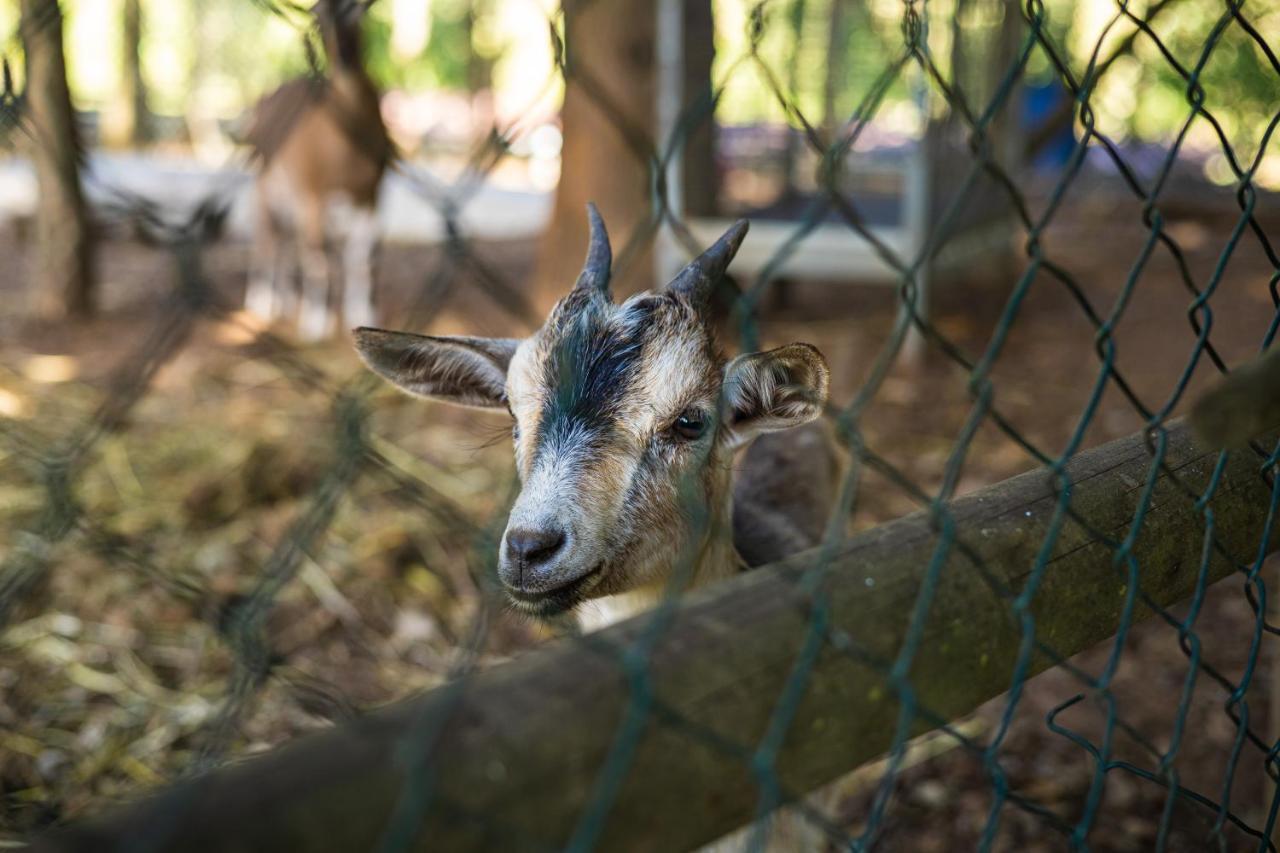 Quinta Da Chouza Agroturismo E Enoturismo 세로리코데바스토 외부 사진