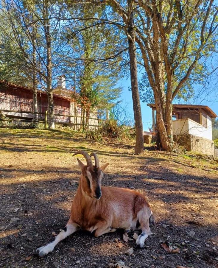 Quinta Da Chouza Agroturismo E Enoturismo 세로리코데바스토 외부 사진